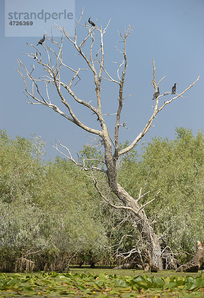 Cormorants (Phalacrocorax)  Danube Delta  Murighiol  Romania  Europe