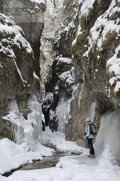 Wanderer in Schlucht Dolne Diery im Winter  Mala Fatra Nationalpark  Slowakei  Europa