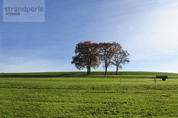 4 Buchen  Herbstlandschaft  Holzhausen am Starnberger See  Bayern  Deutschland  Europa