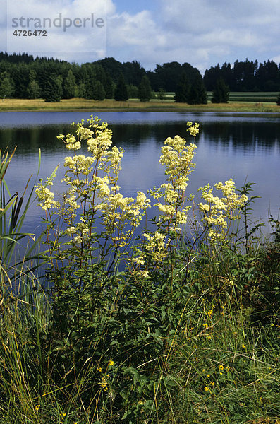 Echtes Mädesüß (Filipendula ulmaria) Weiherwiesen  Schwäb Alb  Baden-Württemberg  Deutschland  Europa