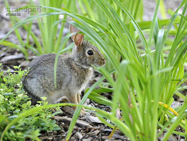 Baumwollschwanzkaninchen (Sylvilagus)  Kaninchen  Jungtier  versteckt sich hinter Grashalmen  Chicago  Illinois  Vereinigte Staaten von Amerika  USA