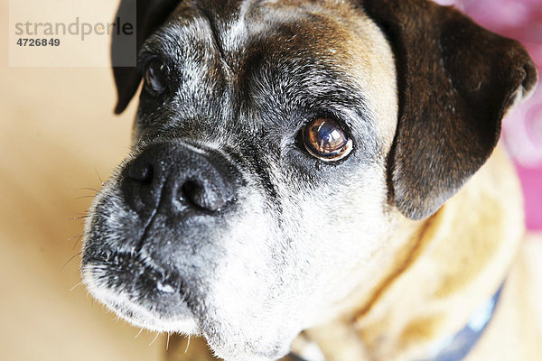 Hund  Boxer  braun  Portrait