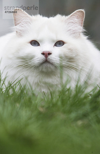 Weiße Katze im Gras