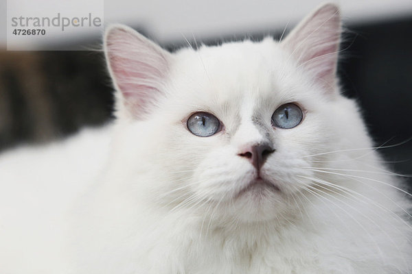 Weiße Katze  Portrait