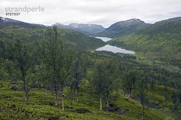 Subalpiner Birkenwald auf der Insel Senja  Troms  Norwegen  Europa