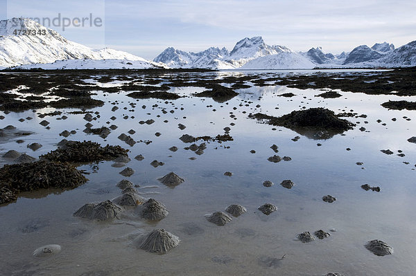 Wattwurmhaufen  Sandhaufen des Wattwurmes (Arenicola marina) auf den Lofoten  Nordland  Norwegen  Europa