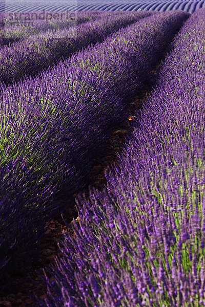Lavendelfeld (Lavandula angustifolia)  Plateau de Valensole  DÈpartement Alpes-de-Haute-Provence  Frankreich  Europa