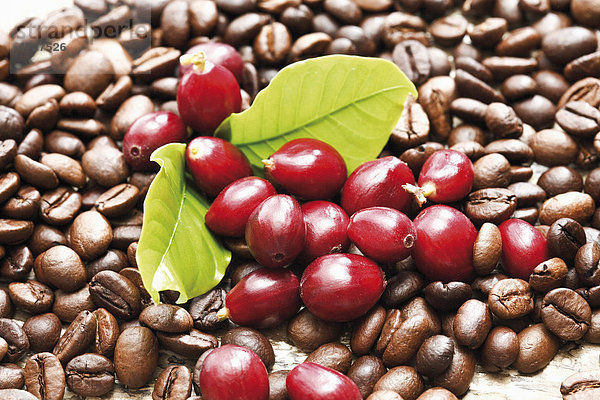 Rote Kaffeefrüchte (coffea arabica) auf Kaffeebohnenbett mit Kaffeeblättern