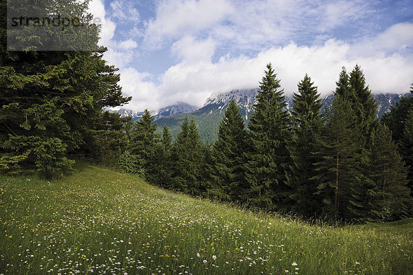 Buckelwiesen Gröblalm bei Mittenwald  Karwendelgebirge  Werdenfelser Land  Oberbayern  Bayern  Deutschland  Europa