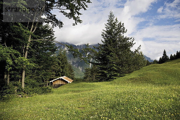 Buckelwiesen Gröblalm bei Mittenwald  Karwendelgebirge  Werdenfelser Land  Oberbayern  Bayern  Deutschland  Europa