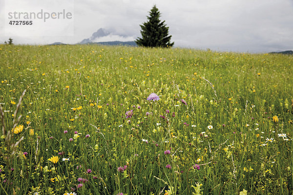 Blumenwiese Gröblalm bei Mittenwald  Karwendelgebirge  Werdenfelser Land  Oberbayern  Bayern  Deutschland  Europa