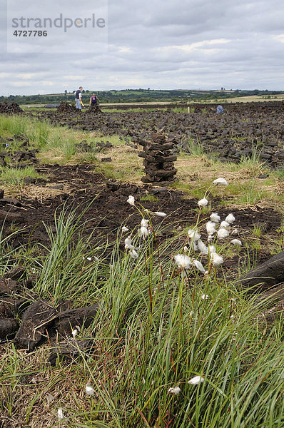 Schmalblättriges Wollgras (Eriophorum angustifolium)  dahinter Torbriketts  Birr  Leinster  Republik Irland  Europa