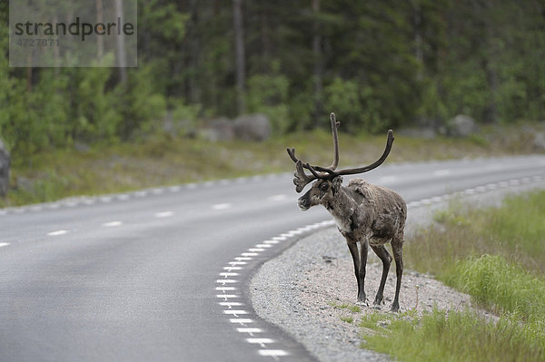 Rentier (Rangifer tarandus) auf der Straße  Nord-Norwegen  Norwegen  Skandinavien  Europa