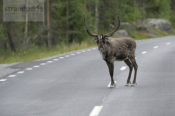 Rentier (Rangifer tarandus) auf der Straße  Nord-Norwegen  Norwegen  Skandinavien  Europa