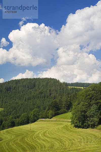 Glottertal  Schwarzwald  Baden-Württemberg  Deutschland  Europa