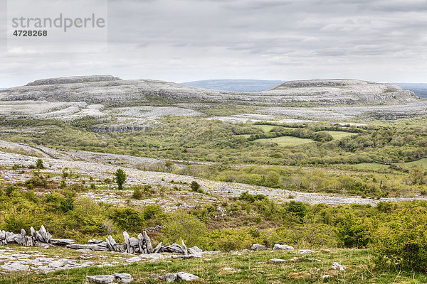 Berg Turloughmore  Burren  County Clare  Republik Irland  Europa
