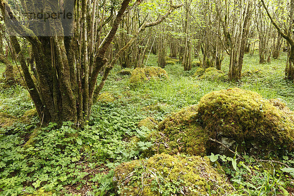 Hasel-Wald  Nationalpark Burren  County Clare  Republik Irland  Europa
