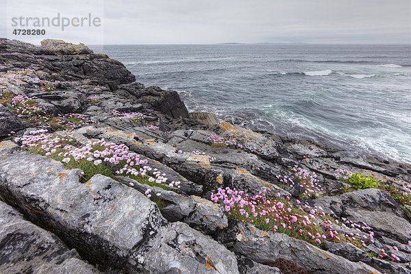 Strand-Grasnelke (Armeria maritima)  Küste bei Lisdoonvarna  Burren  County Clare  Republik Irland  Europa