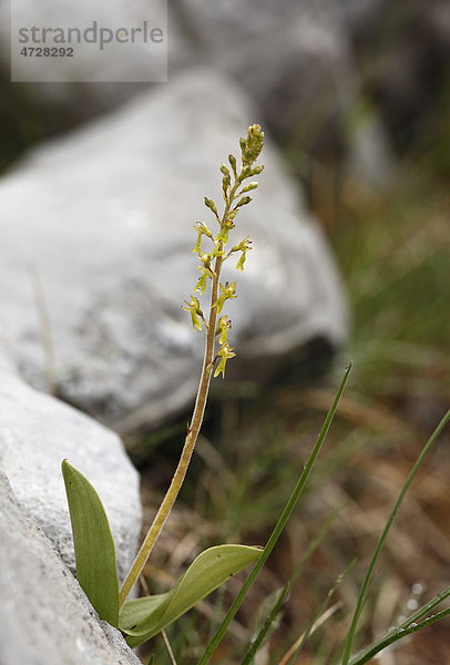 Großes Zweiblatt (Listera ovata)  Orchidee  Burren  Irland  Europa