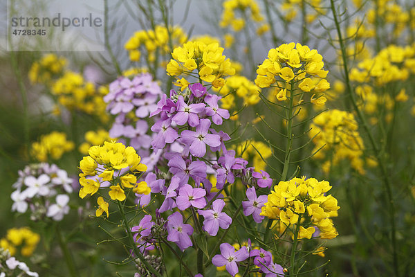 Gewöhnliche Nachtviole (Hesperis matronalis) und Raps (Brassica napus)  Irland  Europa