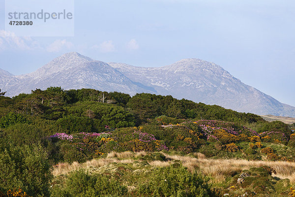 Twelve Pins  Blick von Ballinaboy  Connemara  County Galway  Republik Irland  Europa