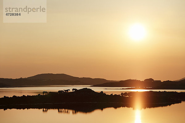 Clifden Bay at sunset  Connemara  County Galway  Republic of Ireland  Europe