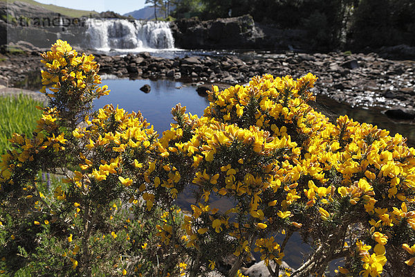 Stechginster (Ulex europaeus)  Aasleagh Wasserfall  Connemara  County Mayo  Republik Irland  Europa