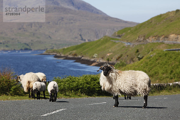 Schafe auf Landstraße  Killary Harbour  County Mayo  Connacht  Republik Irland  Europa