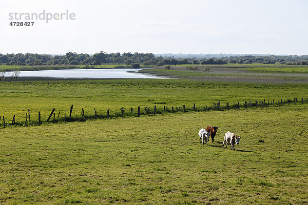 Rinder auf Weide  hinten Shannon  Clonmacnoise  County Offaly  Leinster  Republik Irland  Europa