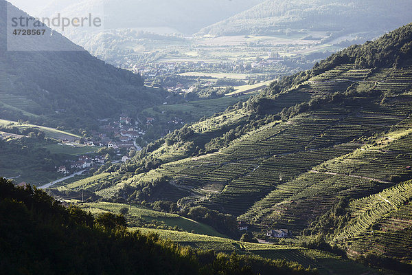 Weinberge im Spitzer Graben mit Vießling  Wachau  Waldviertel  Niederösterreich  Österreich  Europa