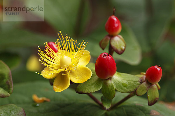 Blüte und Beere von Johanniskraut (Hypericum inodorum 'Magical Passion')  Strauch  Gartenpflanze