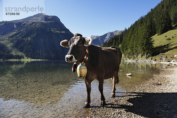Kuh mit Kuhglocke  Almabtrieb am Vilsalpsee bei Tannheim  Tannheimer Tal  Tirol  Österreich  Europa