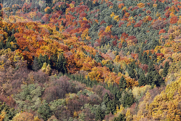 Herbstlicher Mischwald bei Wösendorf  Wachau  Waldviertel  Niederösterreich  Österreich  Europa