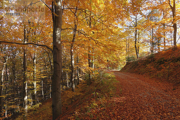 Herbstlicher Buchenwald  Weißenkirchen in der Wachau  Waldviertel  Niederösterreich  Österreich  Europa