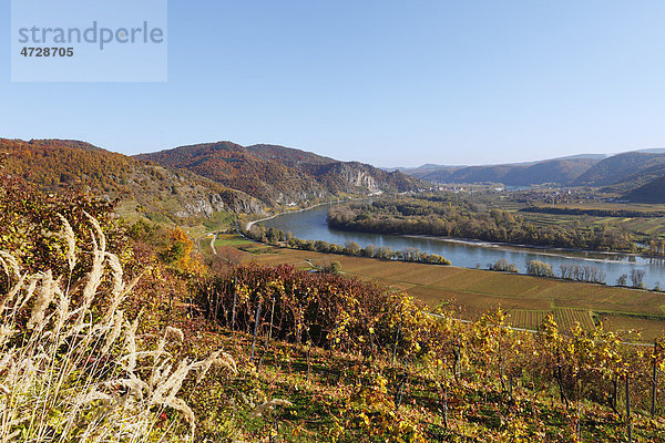 Herbstliche Weinberge  Blick über Frauengärten nach Dürnstein  Donau  Wachau  Waldviertel  Niederösterreich  Österreich  Europa