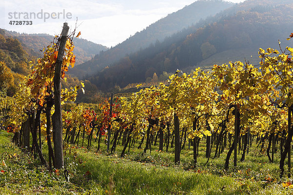 Herbstliche Weinberge  Oberarnsdorf  Wachau  Mostviertel  Niederösterreich  Österreich  Europa