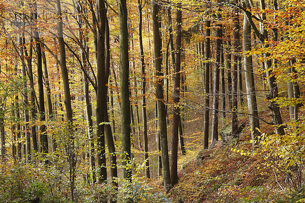 Herbstlicher Laubwald  Aggstein  Dunkelsteinerwald  Wachau  Mostviertel  Niederösterreich  Österreich  Europa