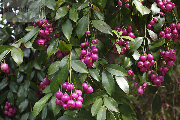 Beeren an Kirschmyrte (Eugenia myrtifolia)  Vallehermoso  Kanaren  Spanien  Europa