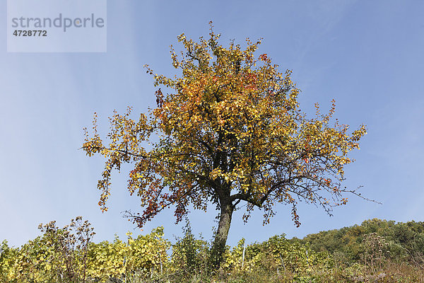 Herbstlicher Birnbaum  Birne (Pyrus communis)  Wachau  Waldviertel  Niederösterreich  Österreich  Europa