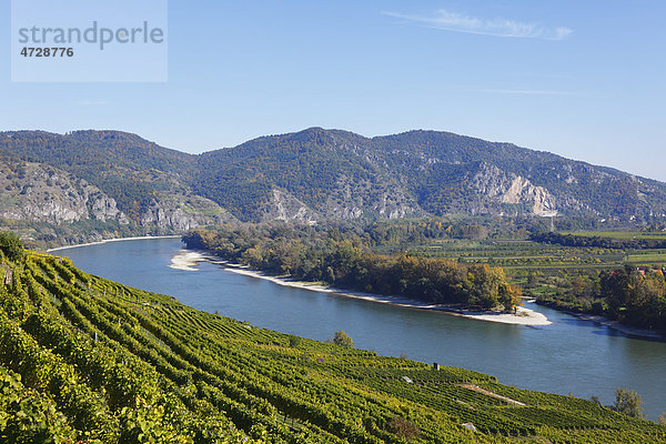 Weinberge Achleiten bei Weißenkirchen  Donau-Auen Venedigau  Wachau  Waldviertel  Niederösterreich  Österreich  Europa