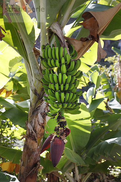 Bananenplantage mit unreifen Bananen  La Gomera  Kanaren  Spanien  Europa Insel La Gomera