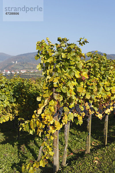 Weinberg mit roten Weintrauben  Mühldorf  Spitzer Graben  Wachau  Waldviertel  Niederösterreich  Österreich  Europa