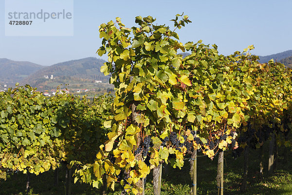 Weinberg mit roten Weintrauben  Mühldorf  Spitzer Graben  Wachau  Waldviertel  Niederösterreich  Österreich  Europa