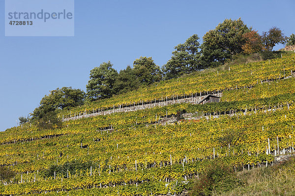 Herbstlicher Weinberg  Vießling  Spitzer Graben  Wachau  Waldviertel  Niederösterreich  Österreich  Europa