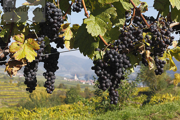 Rote Trauben an Weinreben  Weißenkirchen in der Wachau  Waldviertel  Niederöstereich  Österreich  Europa