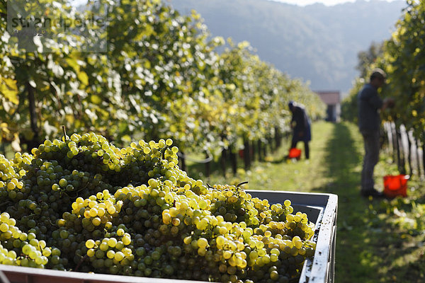 Weinlese bei Oberloiben  Wachau  Waldviertel  Niederösterreich  Österreich  Europa