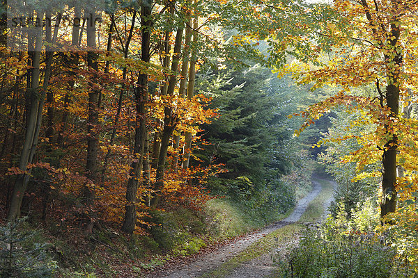 Herbstlicher Waldweg  Buschandlwand  Wachau  Waldviertel  Niederösterreich  Österreich  Europa