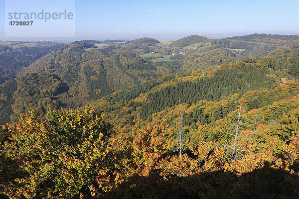 Herbstlicher Wald  Blick von Gruberwarte auf der Buschandlwand  Wachau  Waldviertel  Niederösterreich  Österreich  Europa