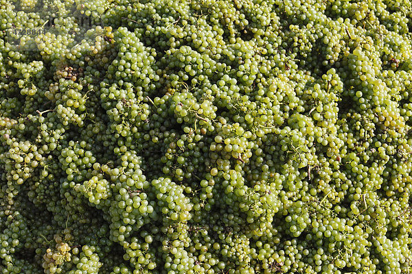 Weiße Weintrauben  Weinlese  Wachau  Waldviertel  Niederösterreich  Österreich  Europa