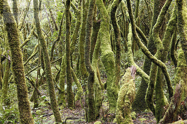 Moosbewachsene Baumstämme  Lorbeerwald  Nationalpark Garajonay  UNESCO Weltnaturerbe  La Gomera  Kanaren  Spanien  Europa Garajonay Nationalpark